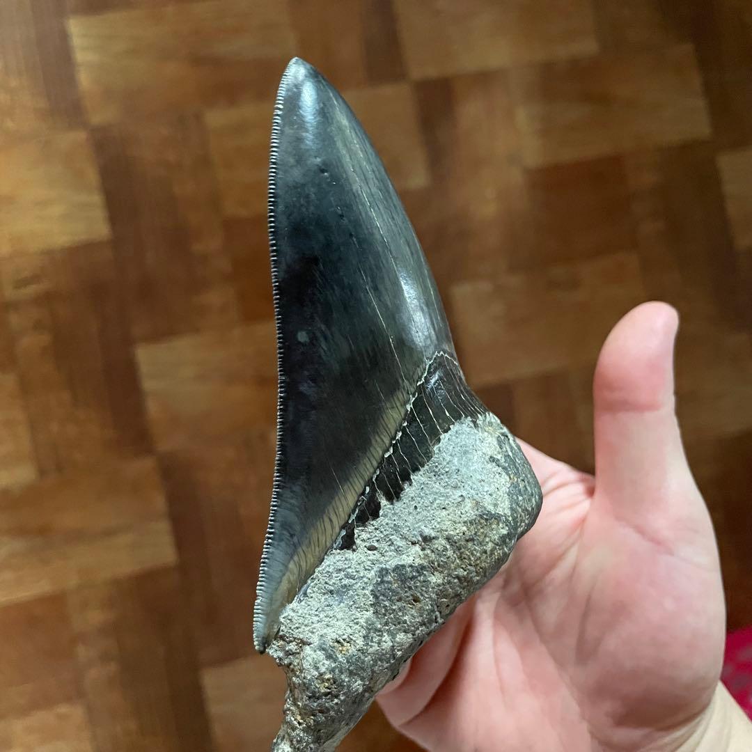 メガロドンの歯 化石 ジェムグレード 超希少カラー パワーストーン 鉱物 宝石