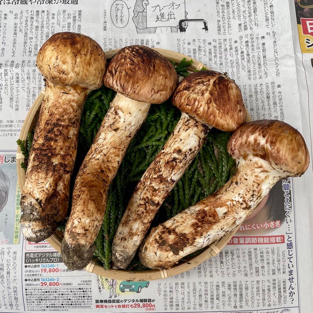 天然きのこ 松茸 国産 良品‼️ マツタケ まつたけ 森の凛さん採取 その119