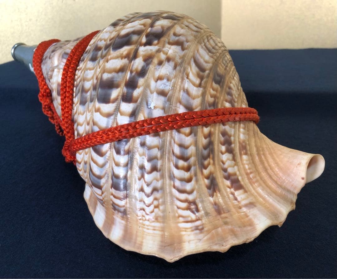《レ》約41㎝ 修験道法螺貝 紐付 山伏 ほら貝 貝笛 251118え3