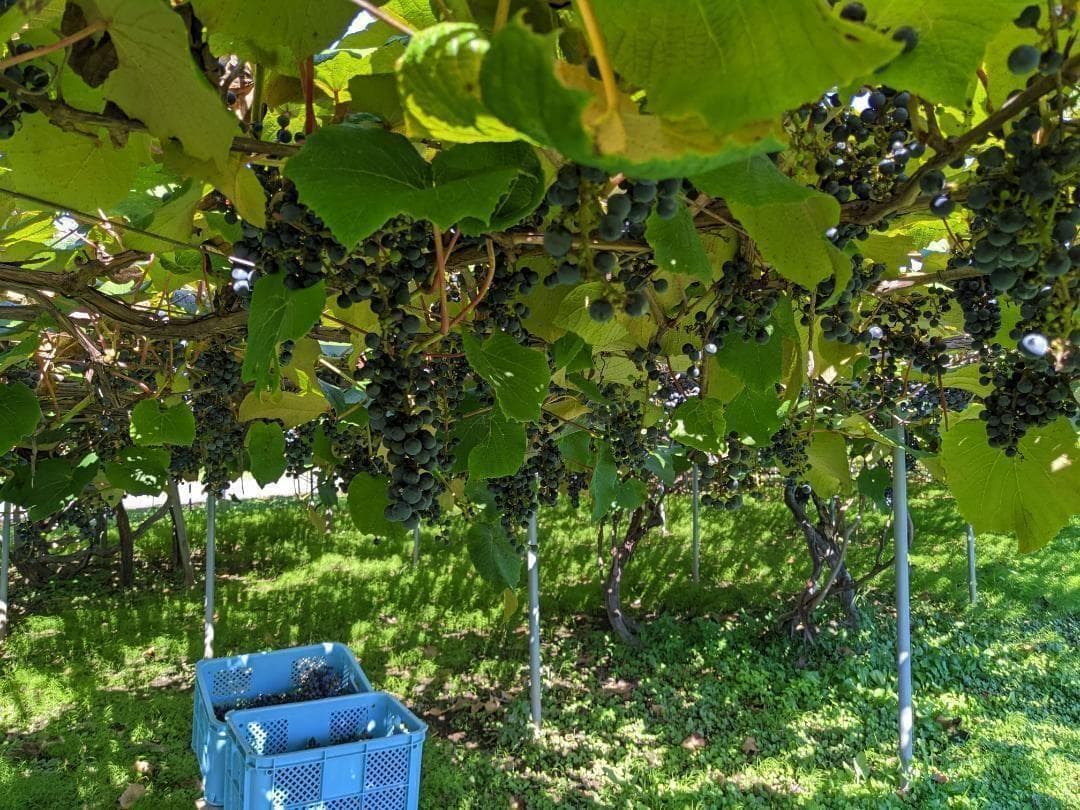 山ぶどう １０kg　山形県月山山麓産③