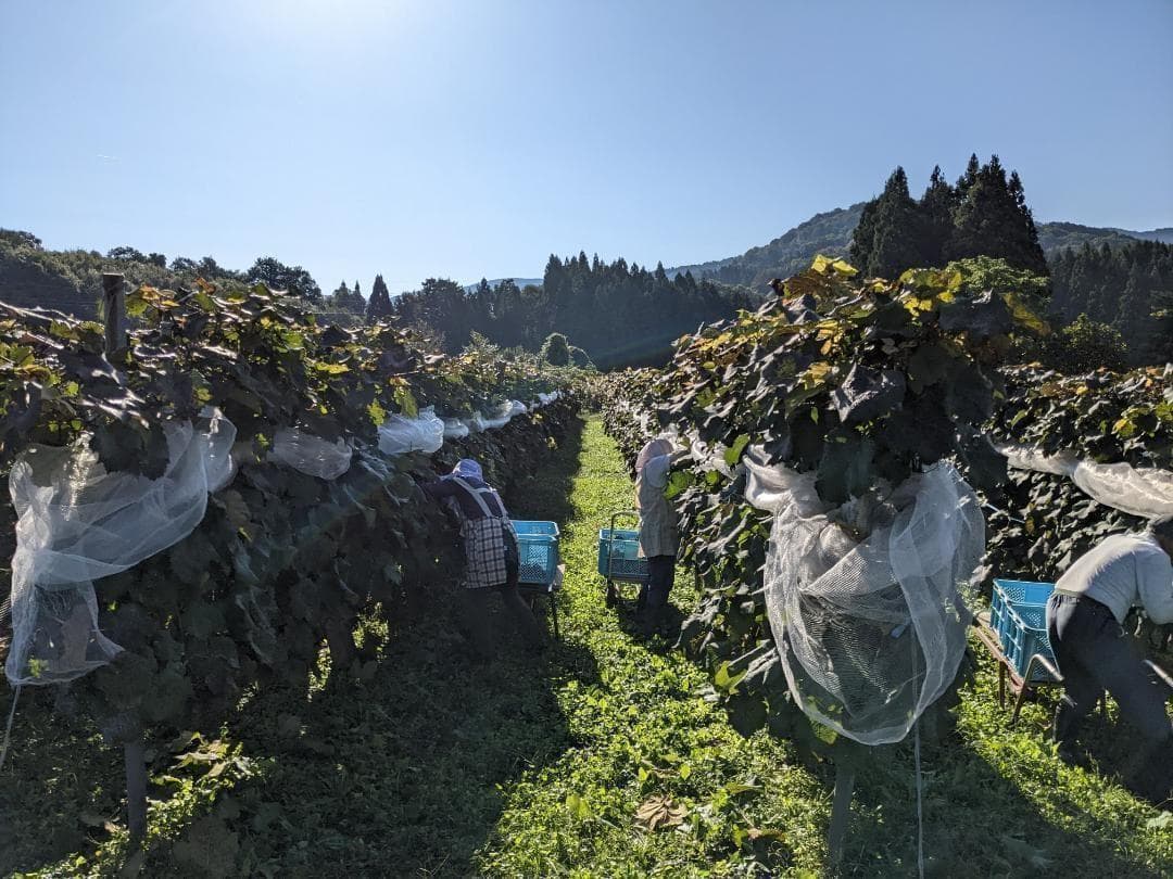 山ぶどう １０kg　山形県月山山麓産③