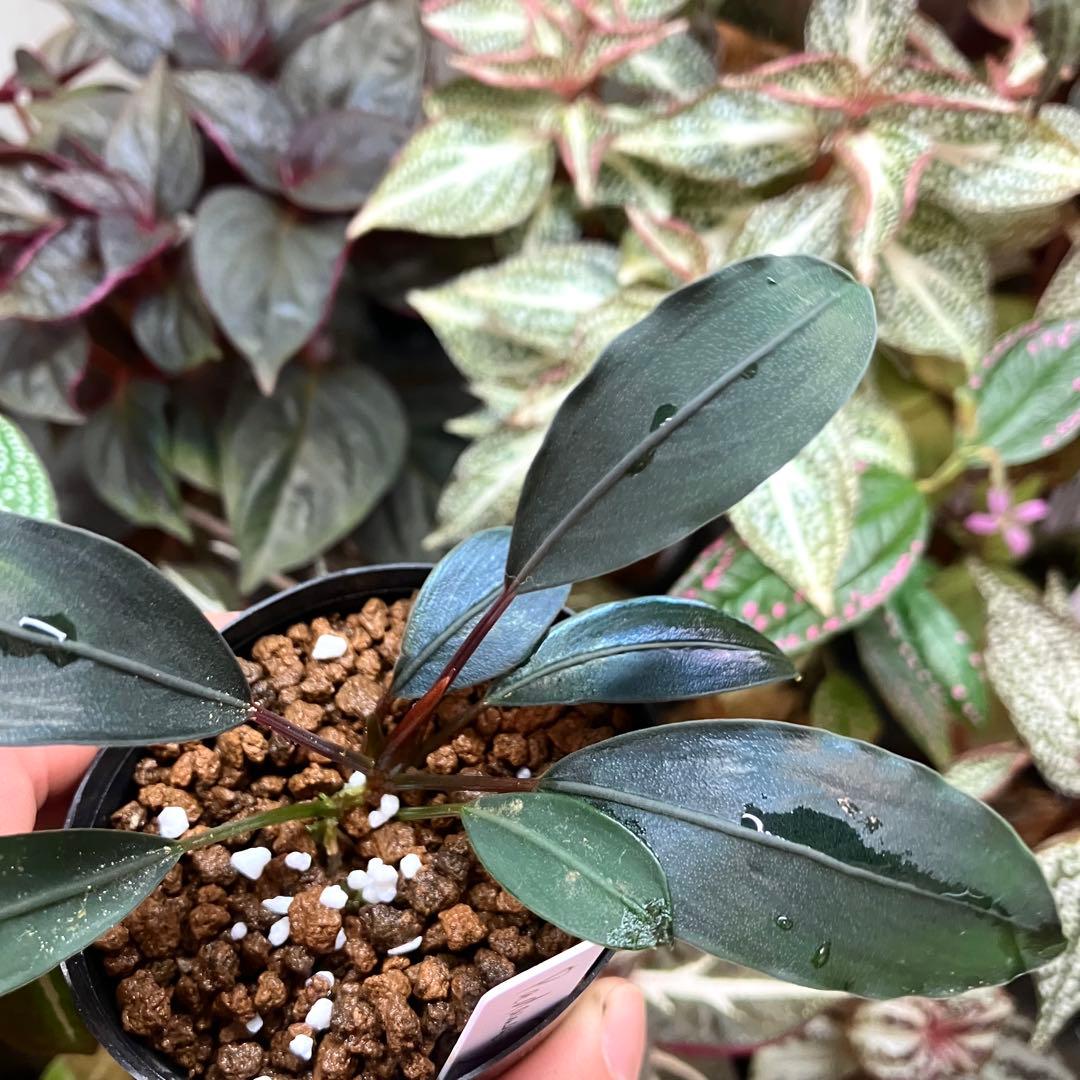 水草 Bucephalandra motleyana Padawan