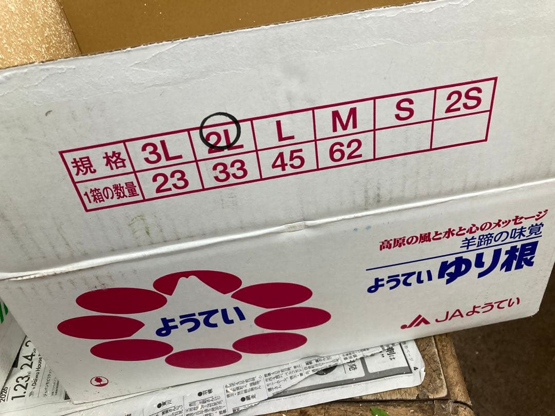 北海道産　百合根　ゆりね　ゆり根２Lサイズ33個 ５k JAようてい