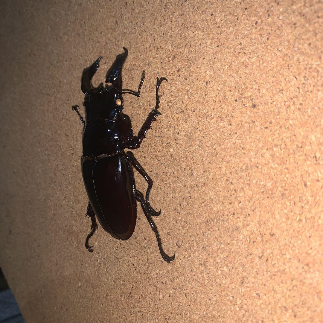 昆虫標本M.レギウス　オオツヤクワガタ雄75㍉野外品
