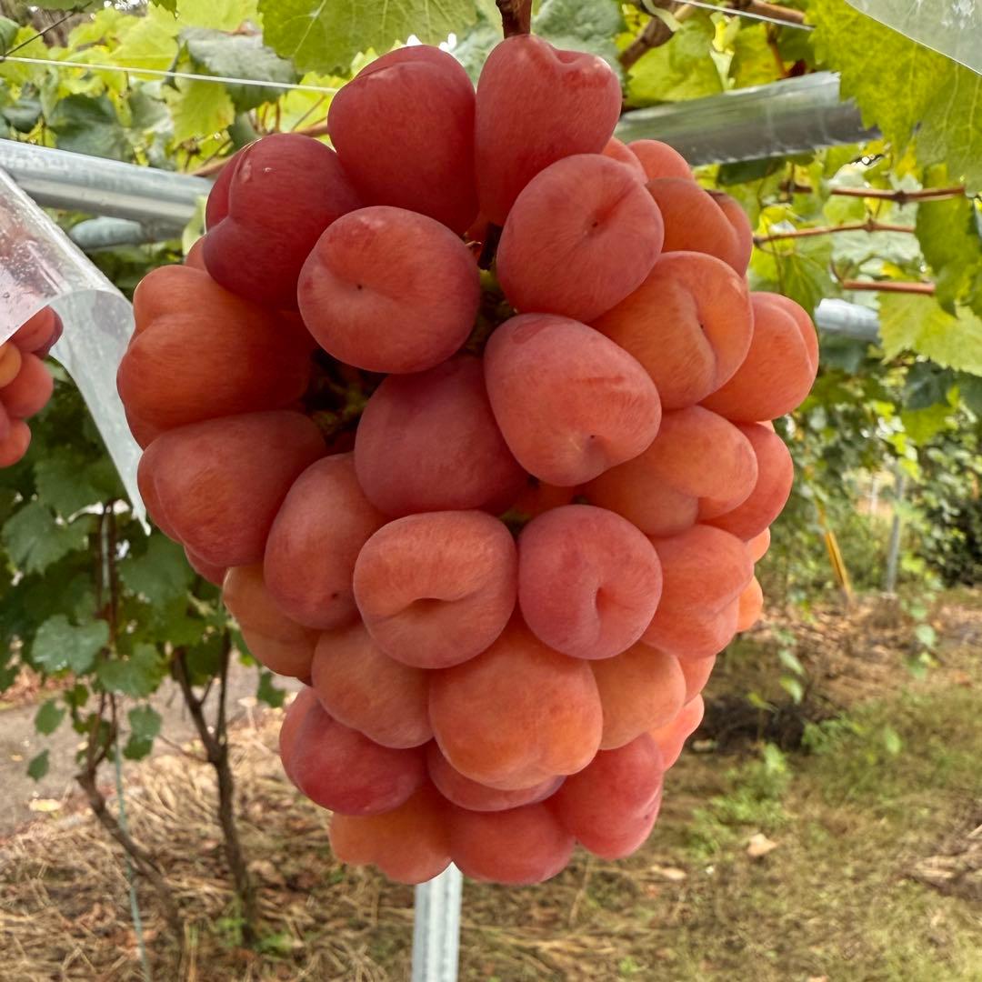 値下げ！本日発送！最終売り切り！ラスト1箱のみ【山梨県産】マイハート5kg