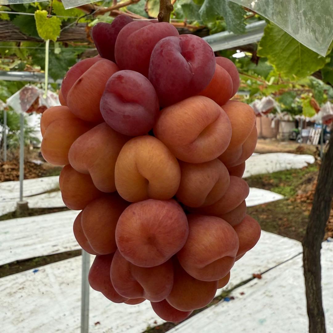 値下げ！本日発送！最終売り切り！ラスト1箱のみ【山梨県産】マイハート5kg