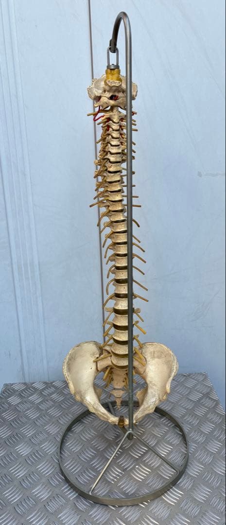 脊椎模型 約90cm