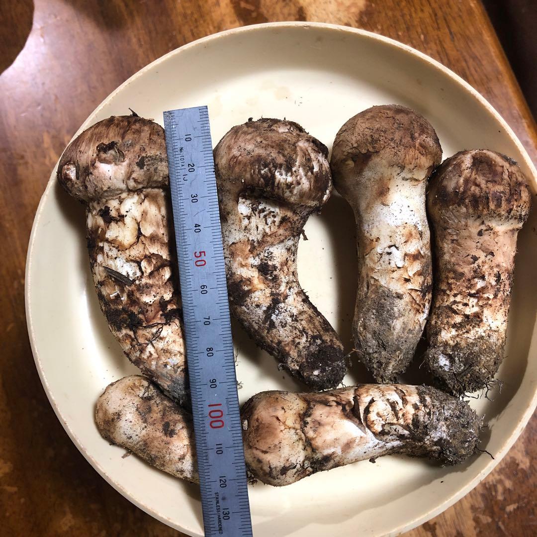 長野県信州産　国産松茸　6本　205g