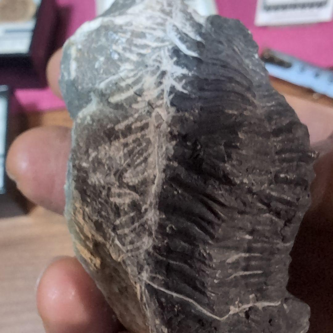 本物　デボン紀中期　三葉虫綱目　メタカンシナSP　化石　モロッコ