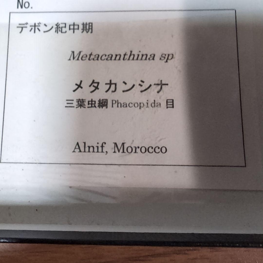 本物　デボン紀中期　三葉虫綱目　メタカンシナSP　化石　モロッコ