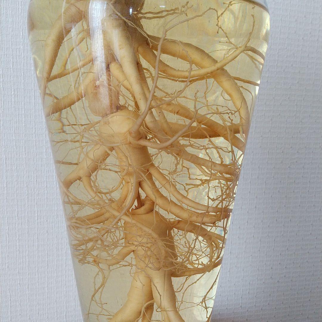 高麗人参酒 古酒