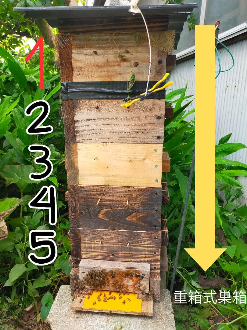 ニホンミツバチの国産百花蜜 1kg×1本　非加熱無添加天然はちみつ