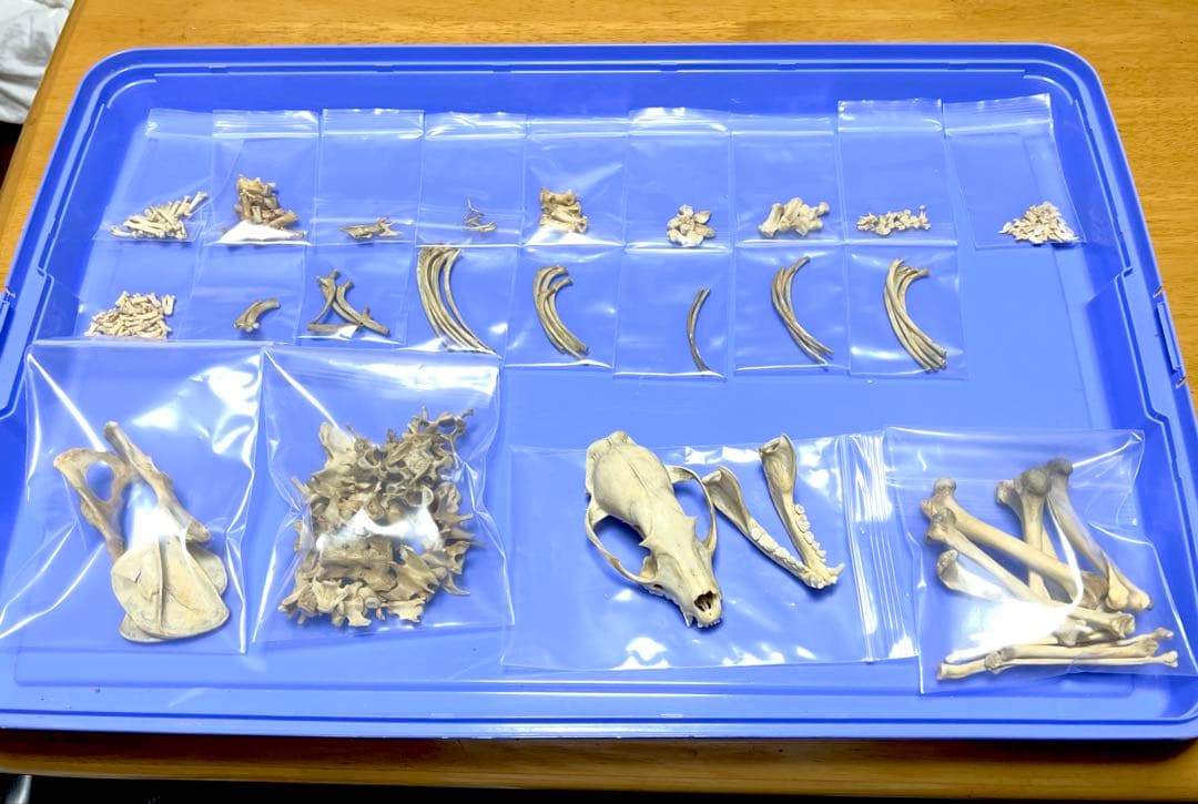 シ*ナ様 【美品】本物ハクビシン 全身骨格標本作成キット