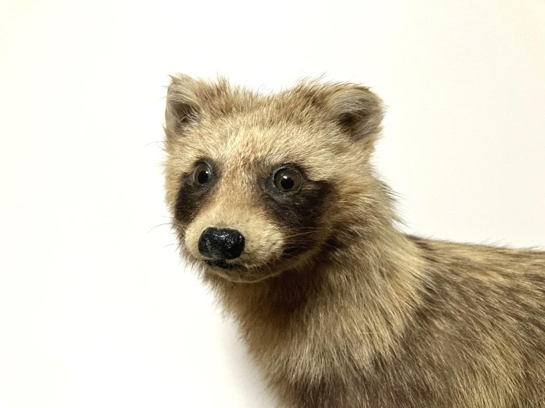 狸の剥製：種の保存法に該当しない動物