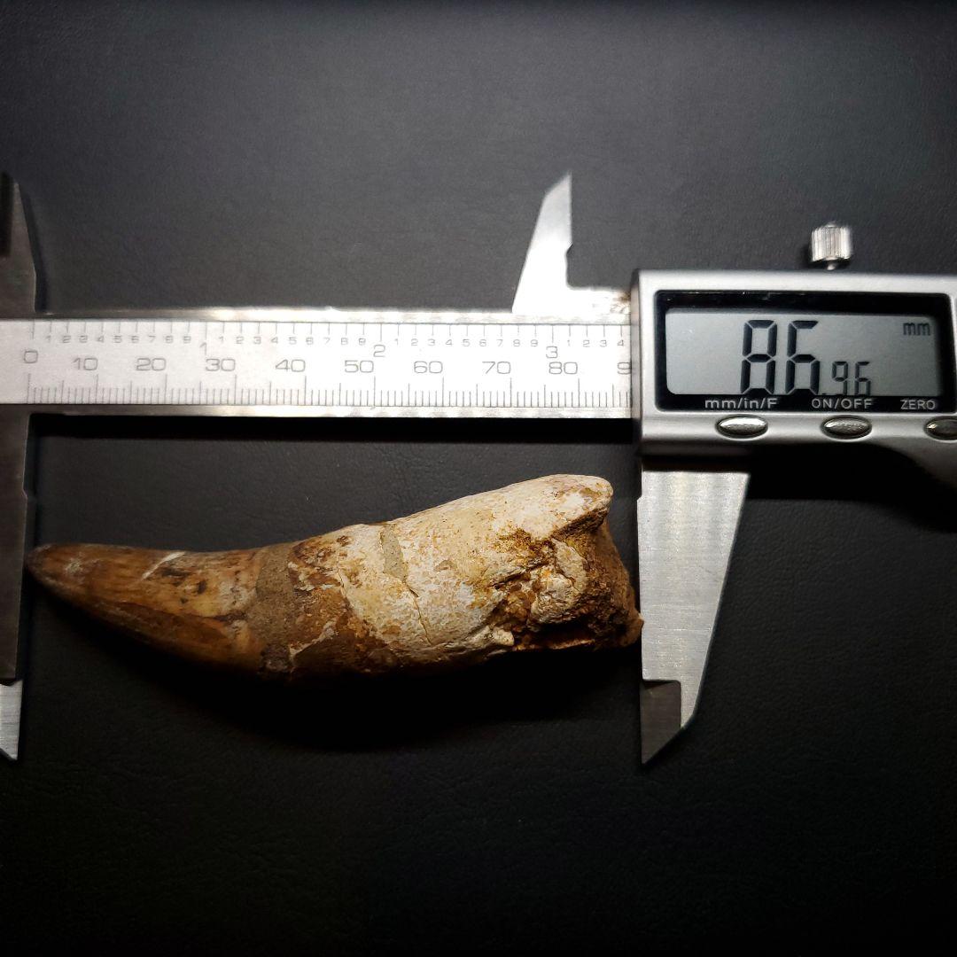 古代 ワニ エロスクス 歯 本物 化石 モロッコ産 86.96mm fr141