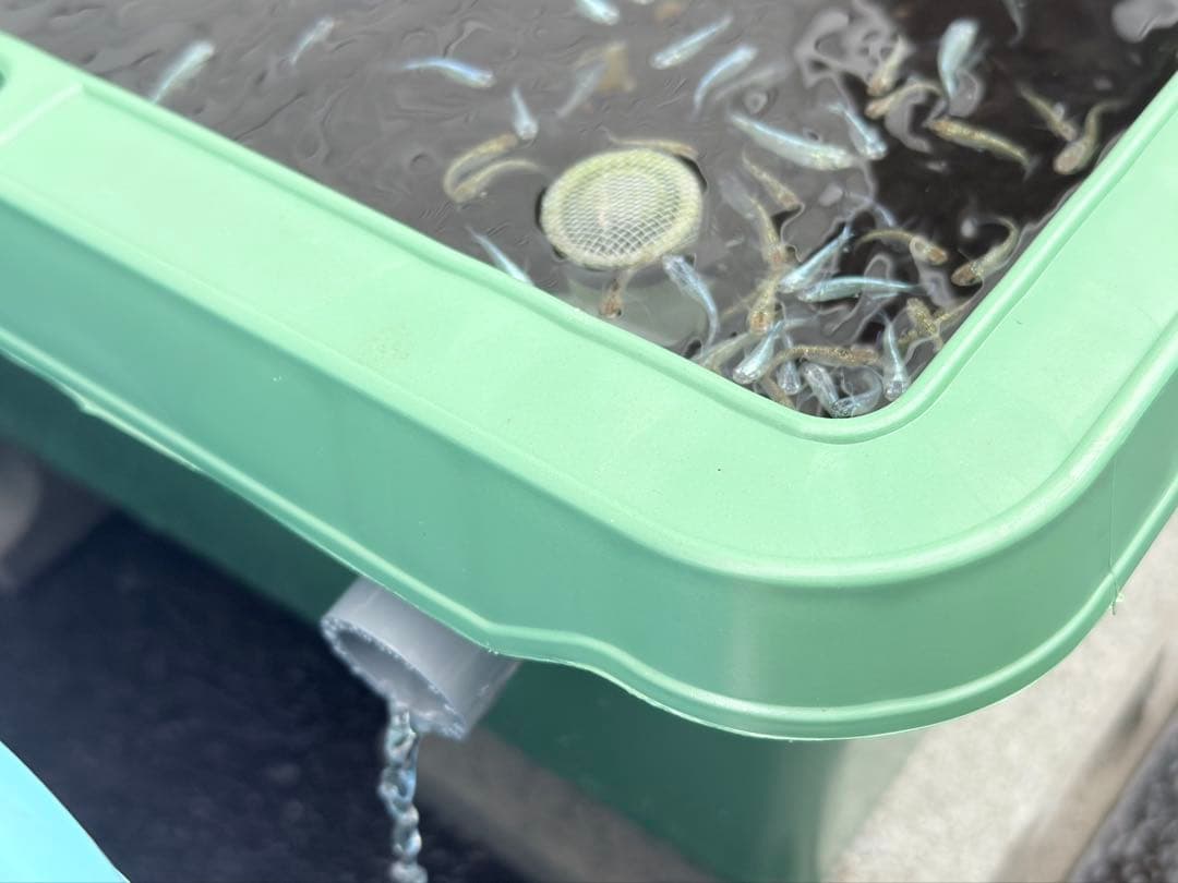 ★お得プランター5個セット★オーバーフローメダカ飼育容器 NVボックス プラ舟