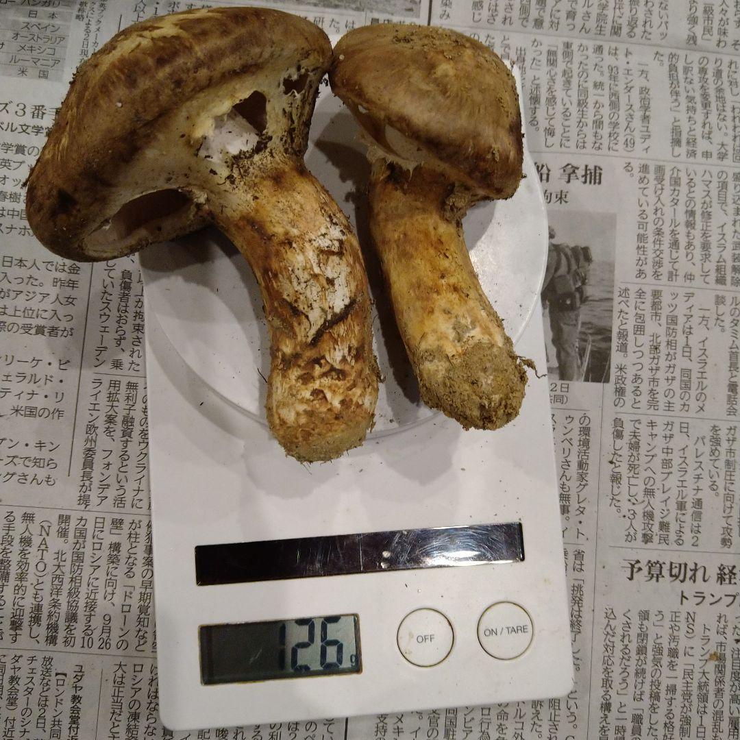 ③　広島県産　松茸