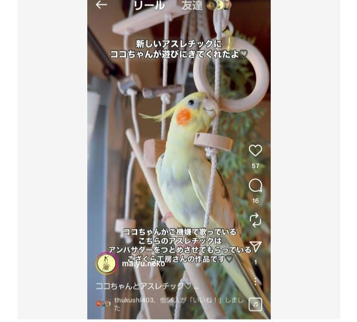100　インコ　ミニアスレチック　吊り下げセット！　ブランコ　止まり木