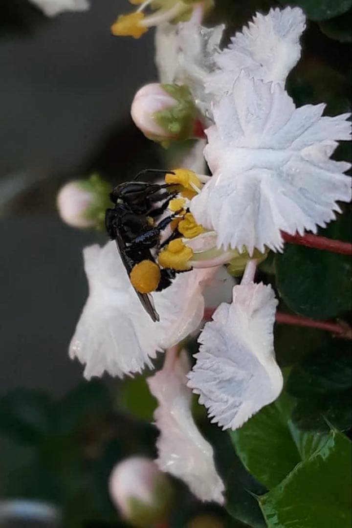 ナマコの肝さま 針なしミツバチの蜂蜜(完全非加熱)9本