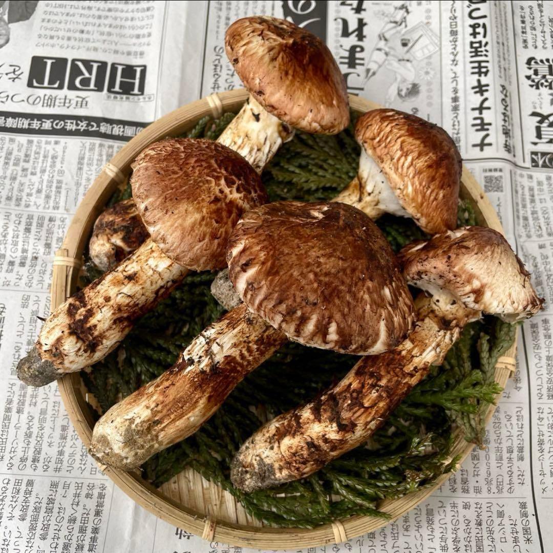 天然きのこ 松茸 国産 良品‼️ マツタケ まつたけ 大自然の凛さん採取その198