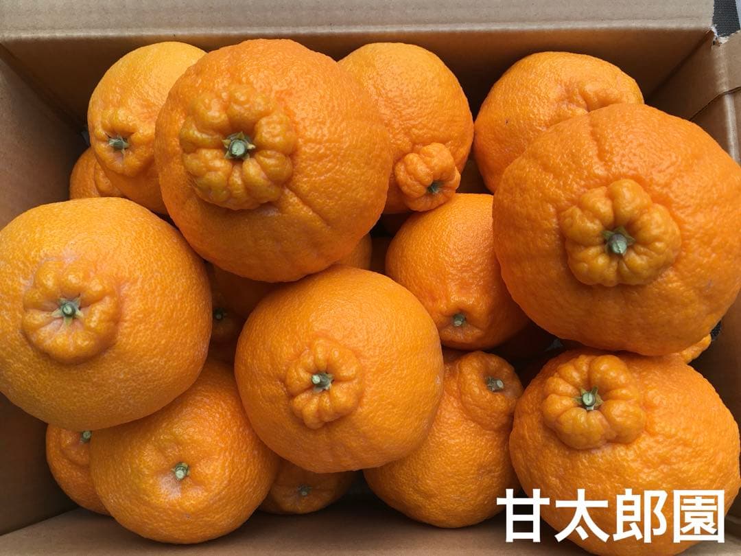 不知火（デコポン）ハウス物　熊本県産　✖️2