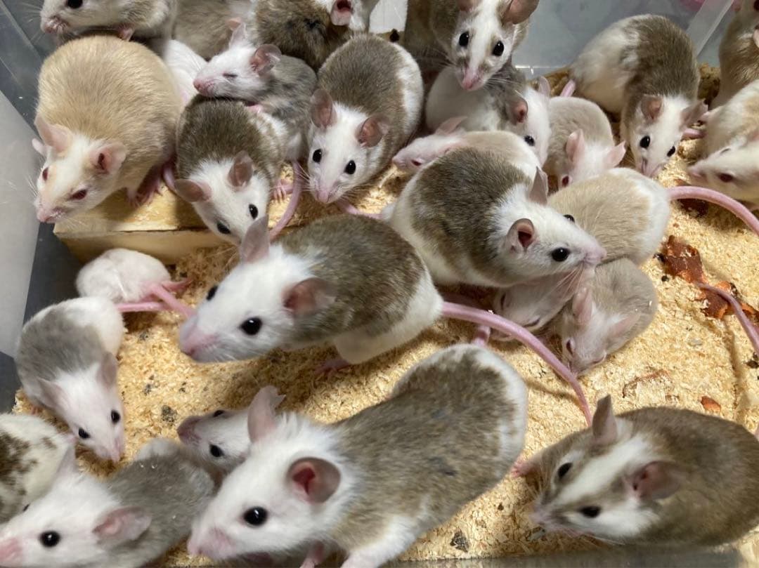 【冷凍】ヤワゲネズミ　価格相談用【エサ用】