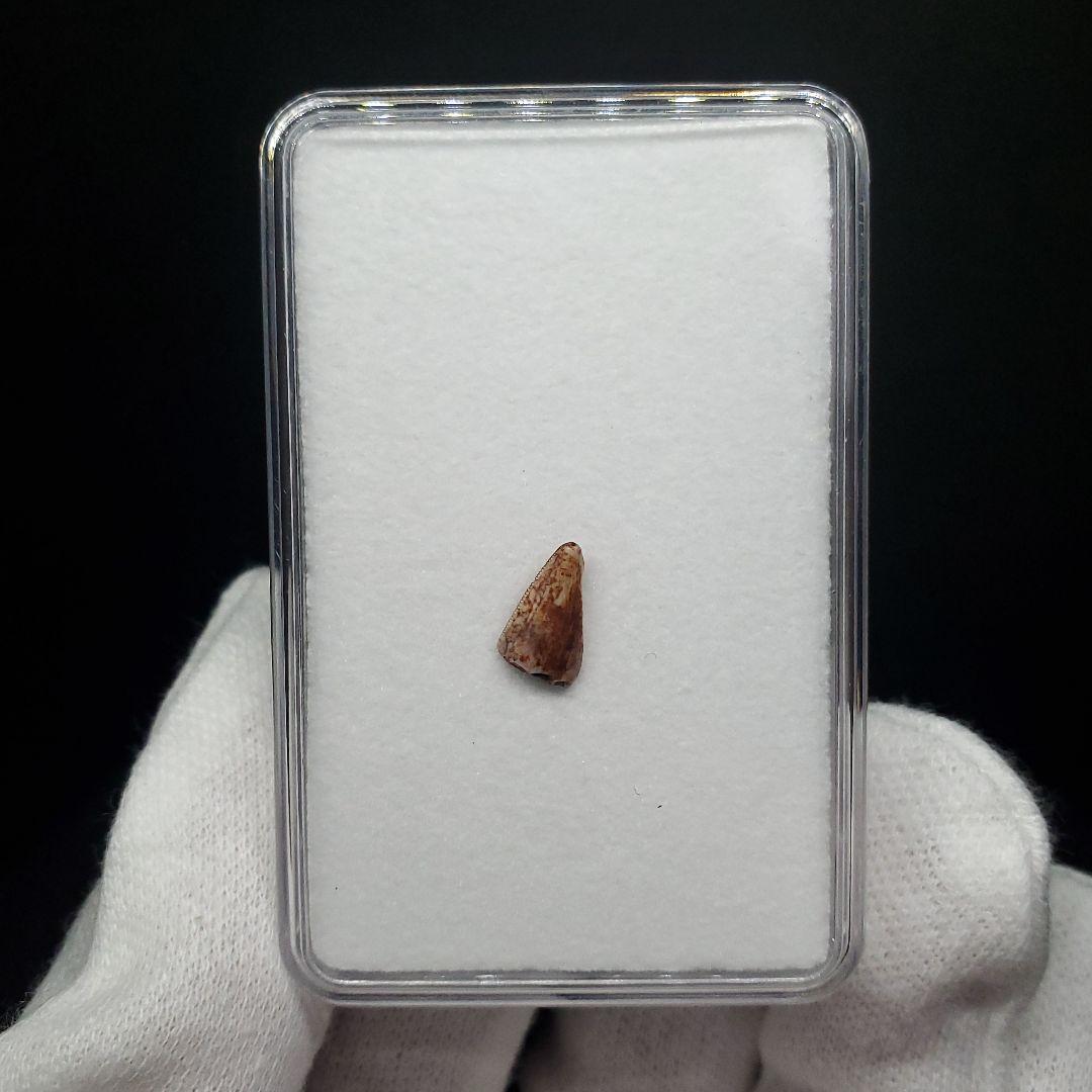 希少 ポストスクス 爬虫類 歯 化石 ニューメキシコ産 18.91mm fr64
