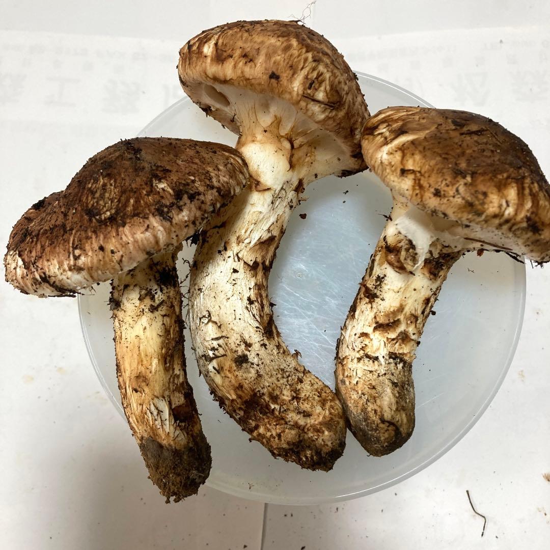 岩手県産　松茸　250g