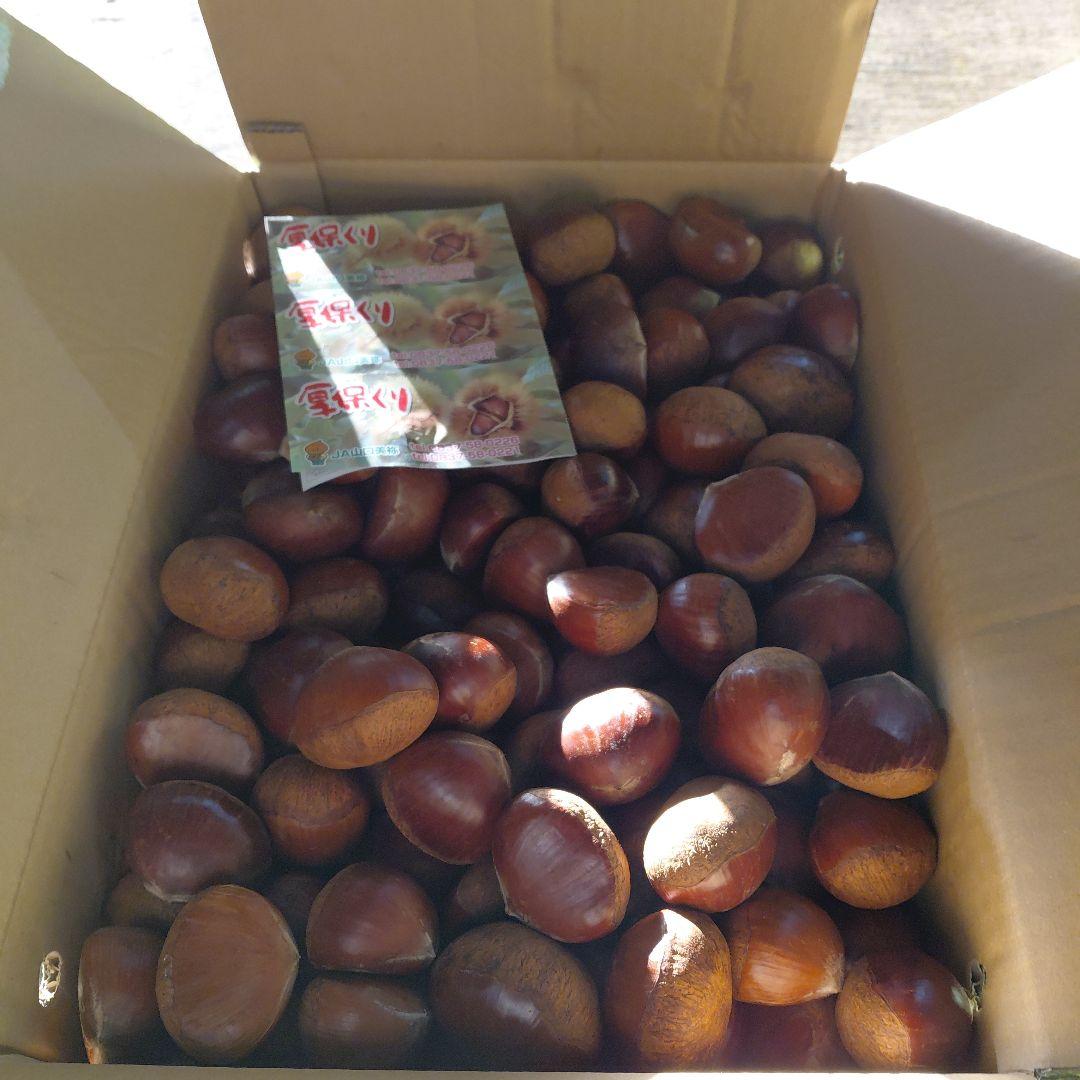新鮮な栗 4Lサイズ 50kg JA山口美祢産