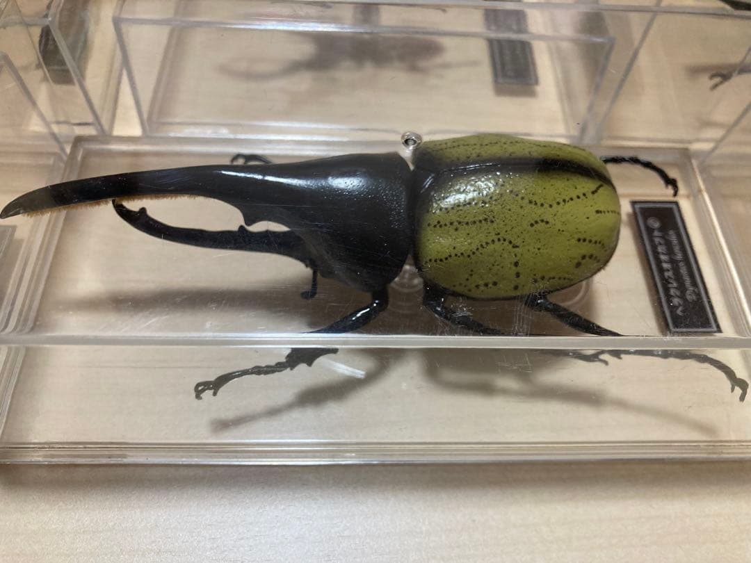 ディアゴスティーニ世界の昆虫全64種コンプリート　クワガタカブトムシ　フィギュア