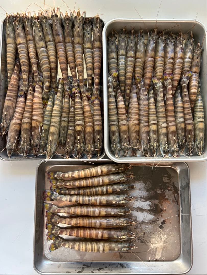 養殖冷凍車海老　1kg