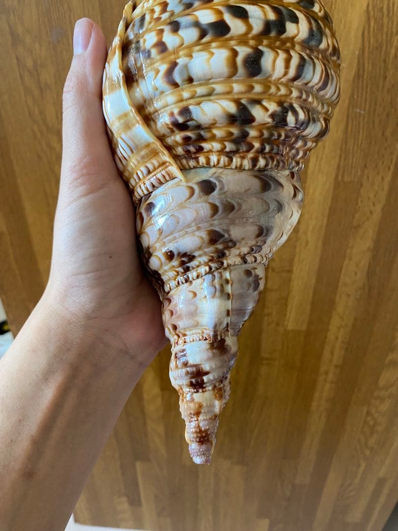 法螺貝　新鮮なホラ貝　色合いが綺麗　34cm 620グラム