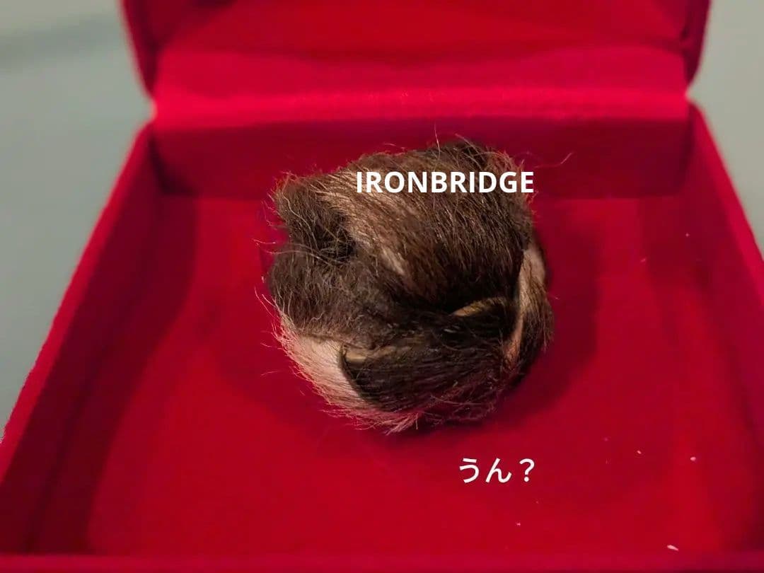 【激レア！】タイのお守りプラクルアン！タイガーアイ？箱付き！幸運&金運アップ！