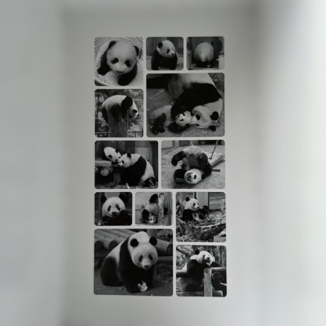 箱入りシャンシャン