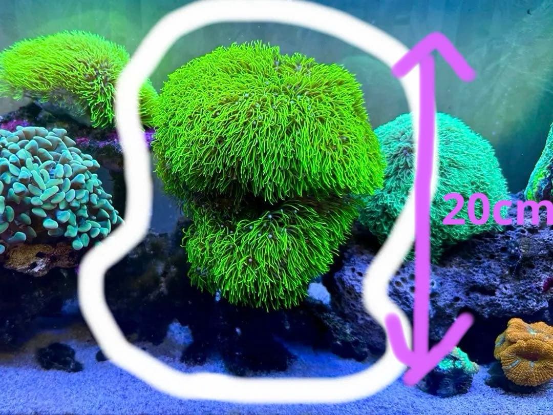 ライブロックセット　月島様