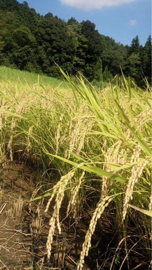 丹波産　特別栽培米　白米10キロ