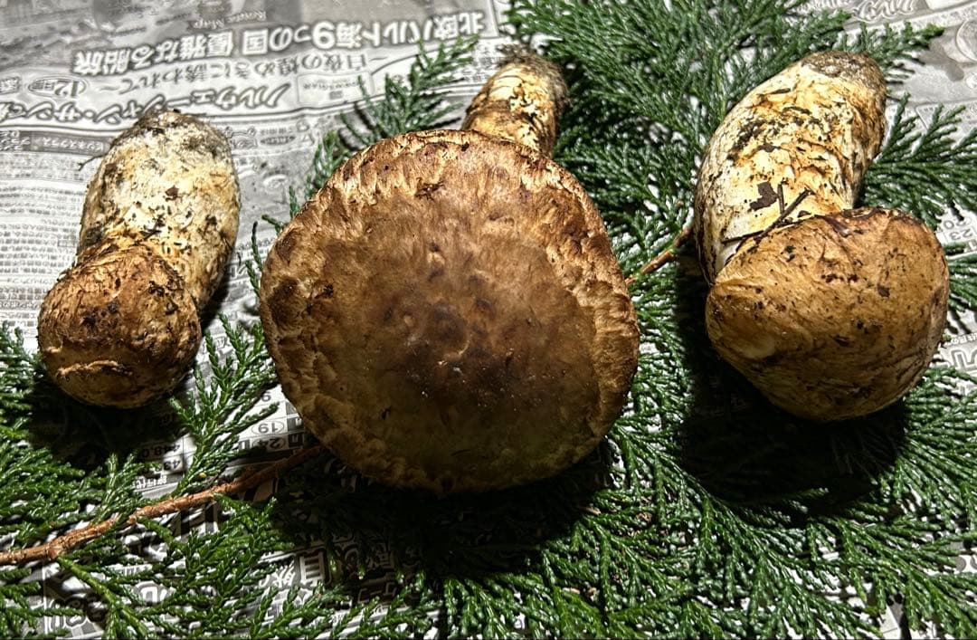 ☆信州産松茸☆今現在約220グラム☆まつたけ☆クール便送料着払い☆国産松茸☆K☆