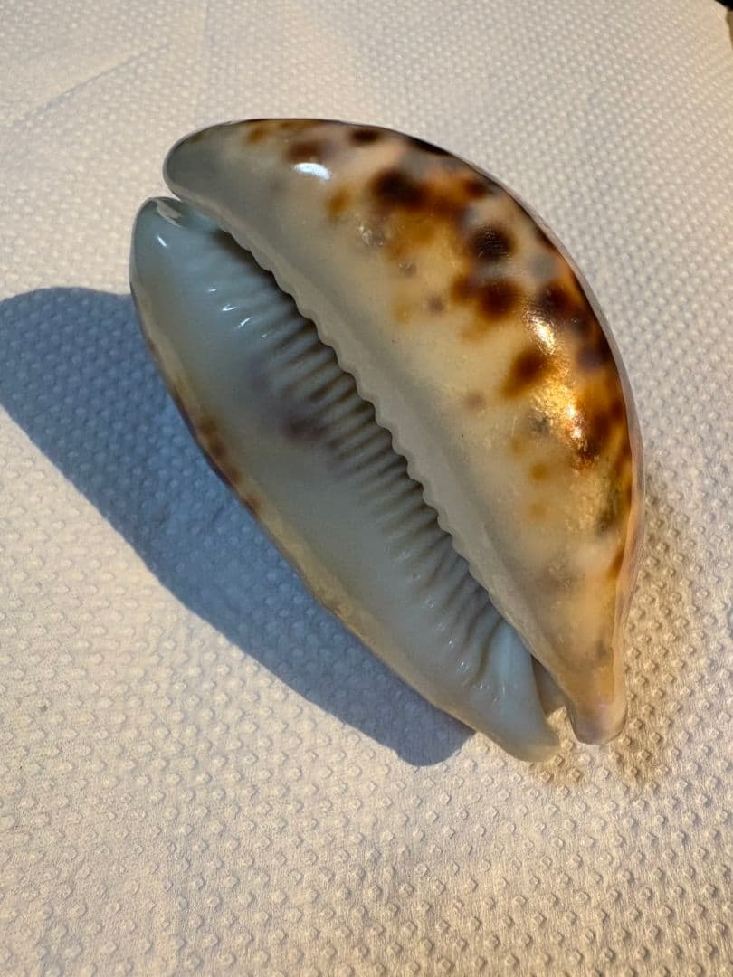 タカラガイ 貝殻 \"Tigris Rusty” タイガーパータン