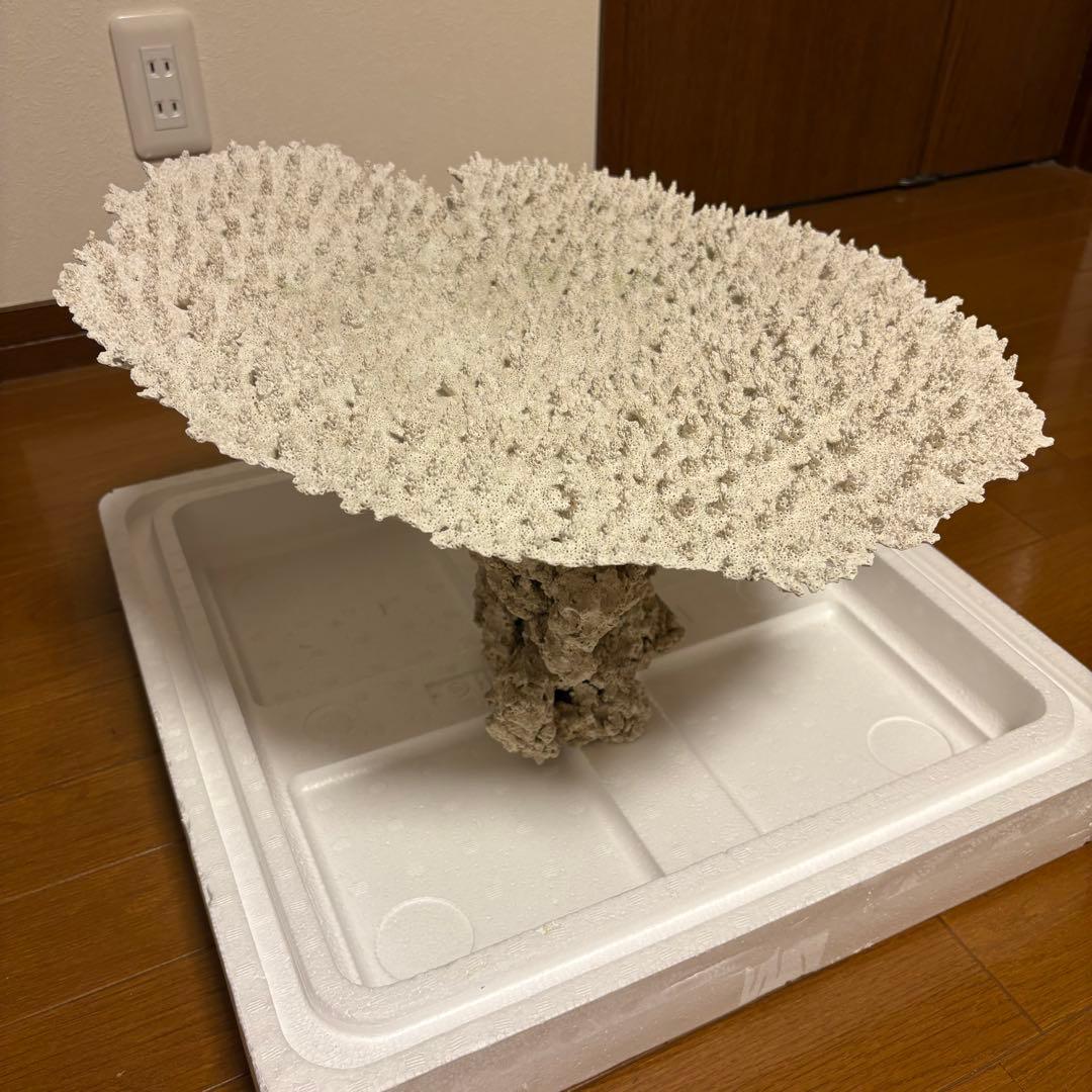 珊瑚礁　レイアウト　約35×45