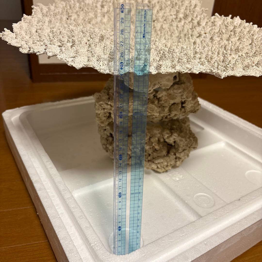 珊瑚礁　レイアウト　約35×45