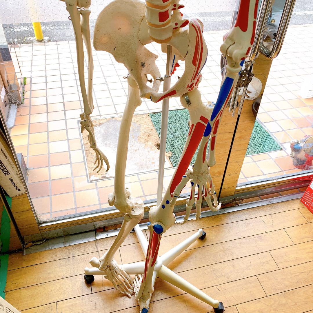 1AAM010 人体骨格模型 人体模型 3B 等身大 色分け 定価7万超