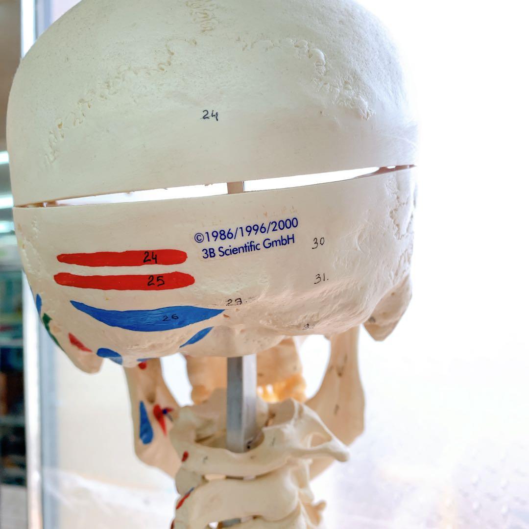 1AAM010 人体骨格模型 人体模型 3B 等身大 色分け 定価7万超