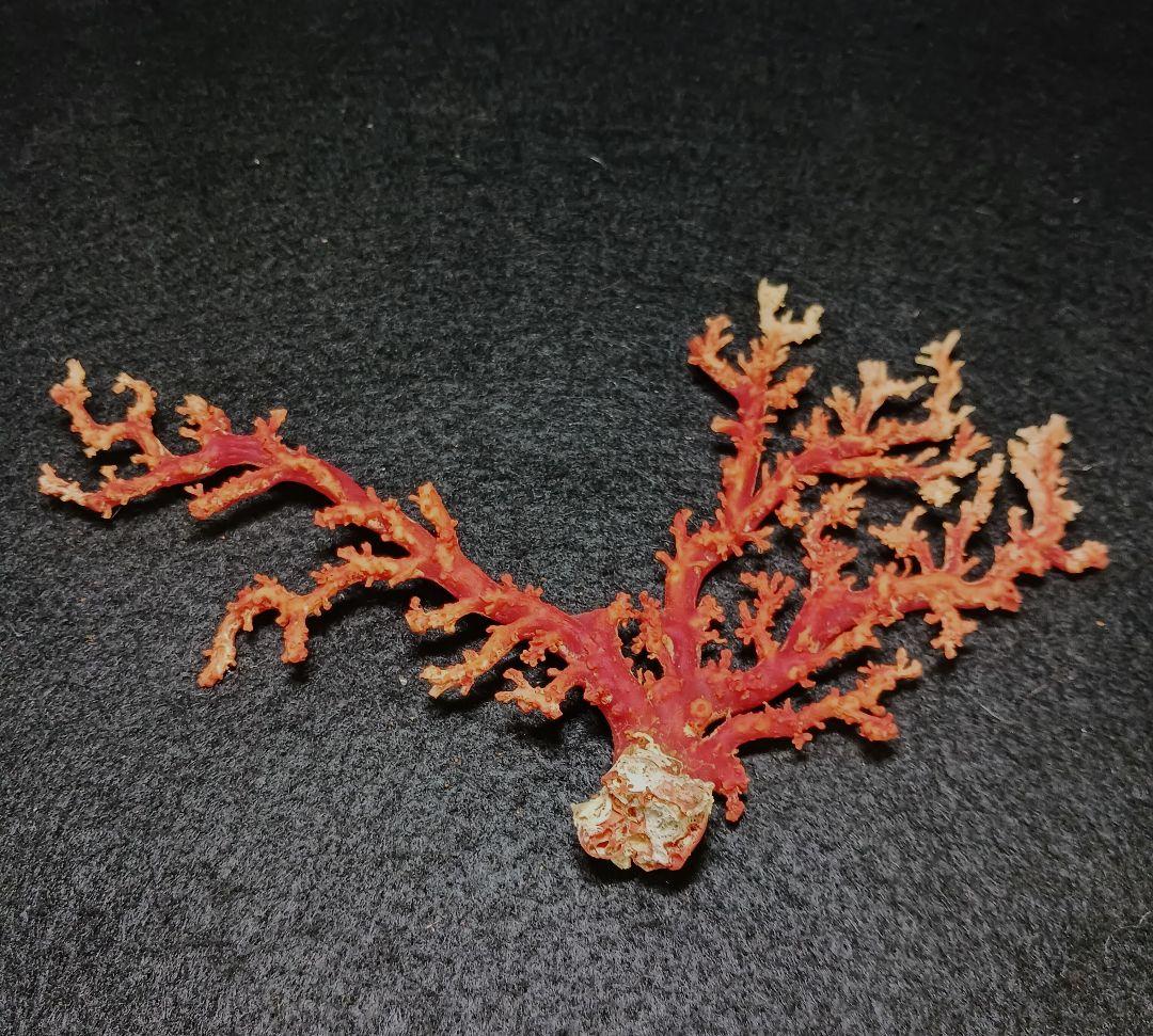 Y2678-2 国産赤珊瑚原木 血赤珊瑚 総重量49.8g 太軸