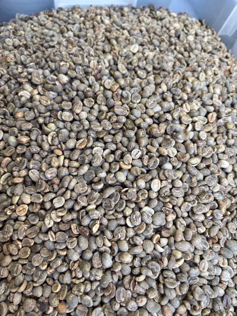 爆安!!【コーヒー生豆】グアテマラSHB ウォッシュド8kg※送料無料