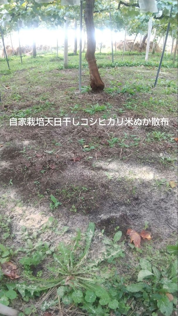 Honey希少わら敷種あり完熟巨峰とシャイン 長野県産４Kg✕２