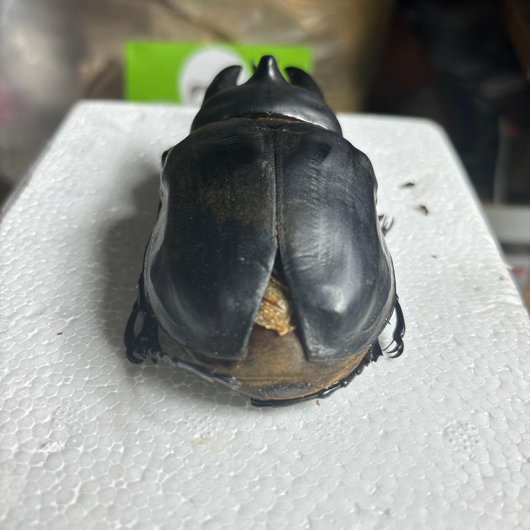 レックスゾウカブト