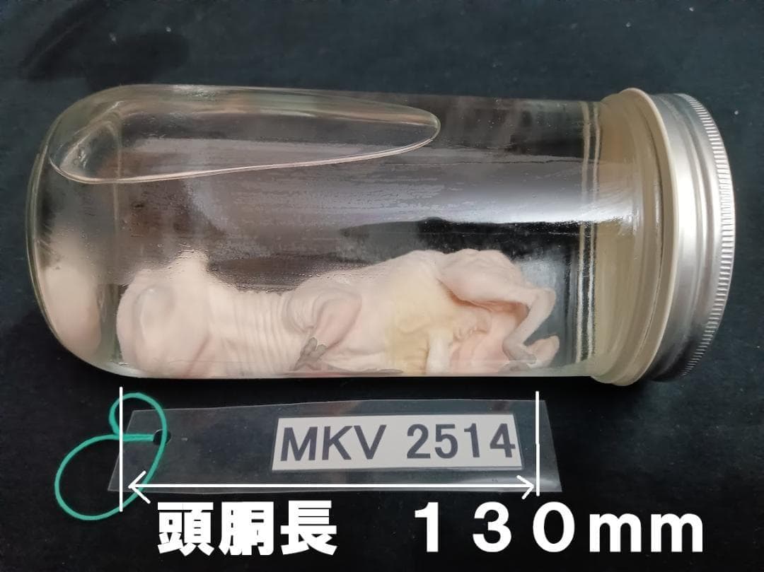 学術標本】種名ニホンジカ　胎児（♂）　エタノール浸漬標本　頭胴長約１３０ｍｍ