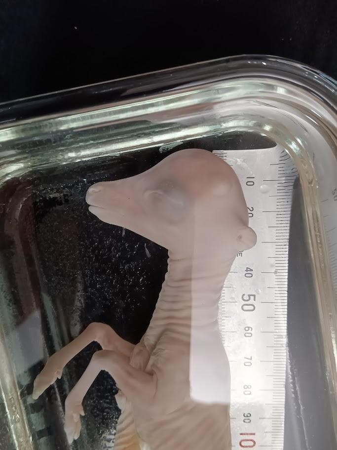 学術標本】種名ニホンジカ　胎児（♂）　エタノール浸漬標本　頭胴長約１３０ｍｍ