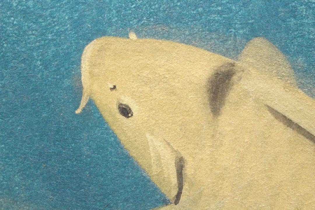 No4526額装　川村憲邦　金銘　遊鯉図　色紙　紙箱付　日本画　古美術　送料無料