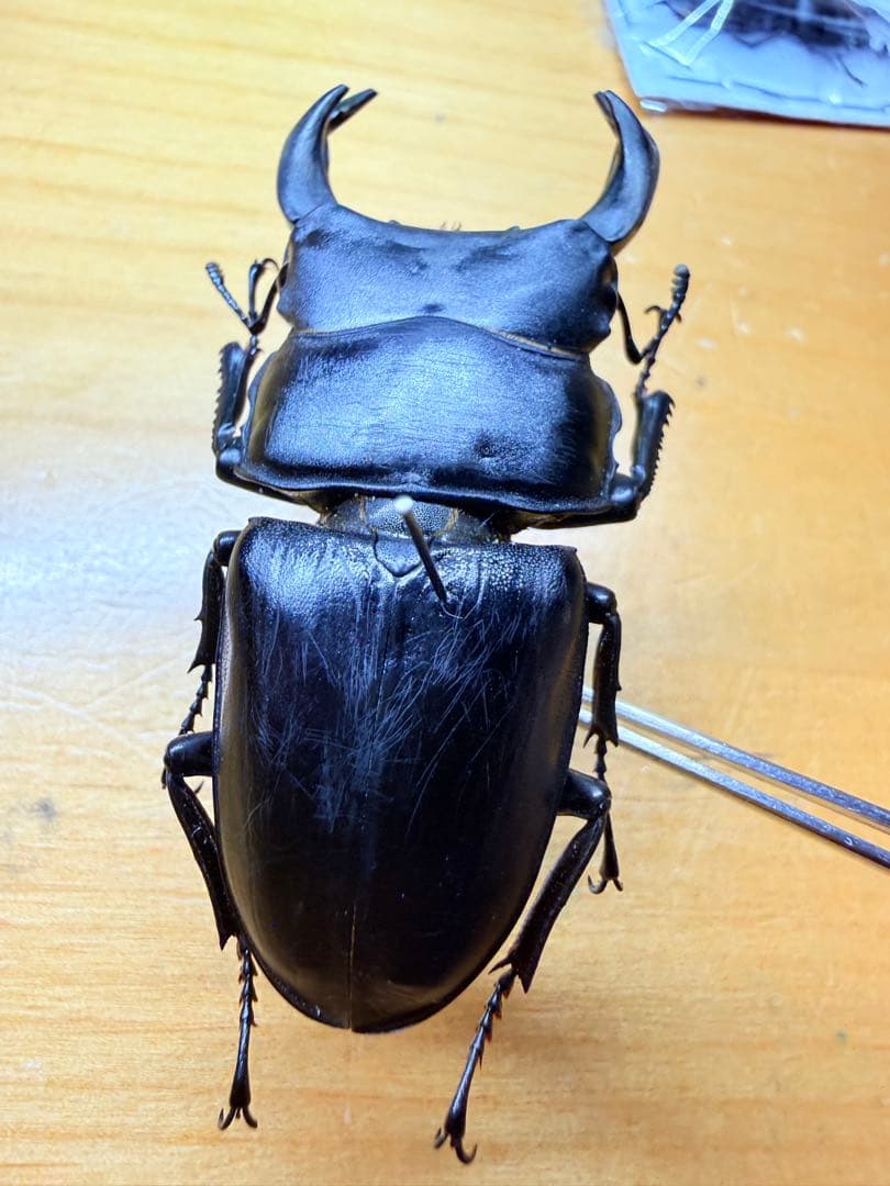 野外品/特大 希少産地オオクワガタ宮城県採集♂69㎜